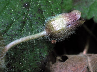 Asarum europaeum L.