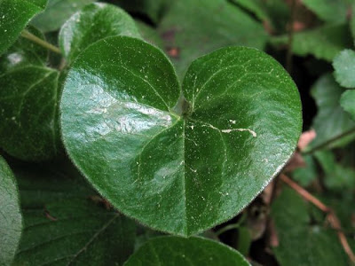Asarum europaeum L.