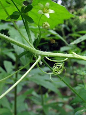 Cretan bryony Cretan bryony