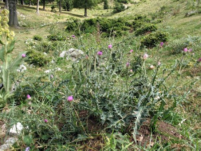 Carline Leaved Thistle Carline Leaved Thistle