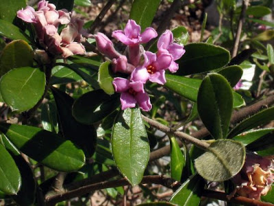 Dafne olivella Dafne olivella