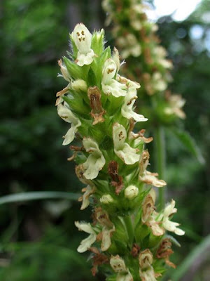 Betonica bianca Betonica bianca