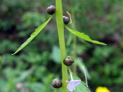 Coralroot bittercress Coralroot bittercress