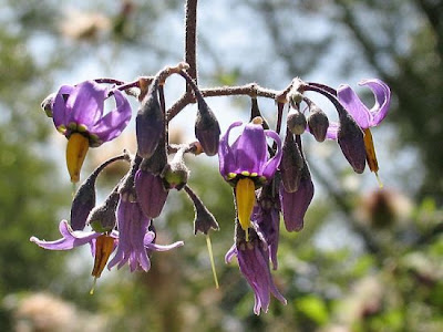 Climbing nightshade Climbing nightshade