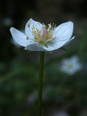 Alaska grass of Parnassus Alaska grass of Parnassus