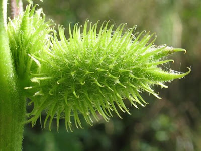 Xanthium orientale,
,
Nappola italiana,
Nappola orientale