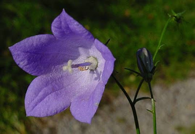 Campanula rotundifolia L.