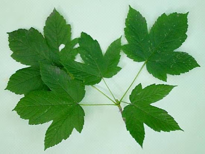 Acer pseudoplatanus L.