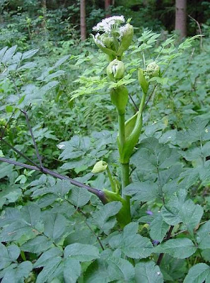Angelica selvatica Angelica selvatica