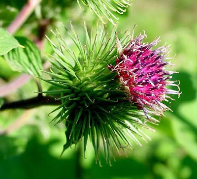 Arctium lappa L.