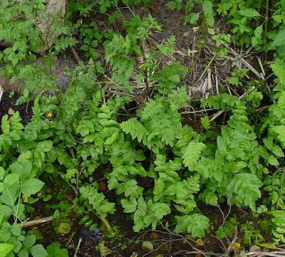Cut-leaf-water-parsnip Cut-leaf-water-parsnip