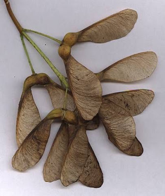 Acer pseudoplatanus L.