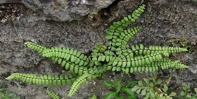 Dense spleenwort