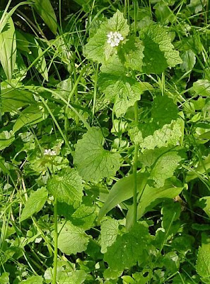 Garlic-mustard