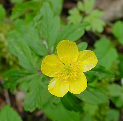 Anemonoides ranunculoides (L.) Holub