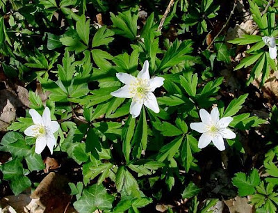 Anemonoides nemorosa (L.) Holub
