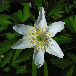 Anemonoides nemorosa (L.) Holub