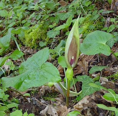 Arum maculatum L.