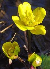 Caltha palustris L.
