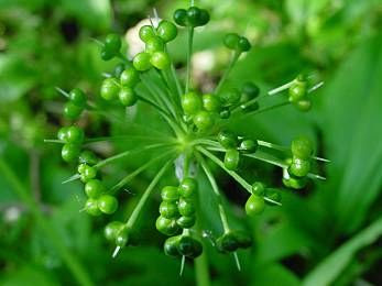 Gypsy onion