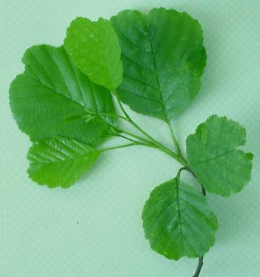 Alnus glutinosa,
black alder,
European alder,
European black alder,
Ontano comune,
Sticky Alder,
swartels