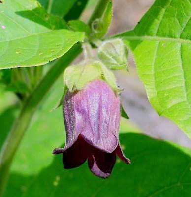 Belladonna Belladonna