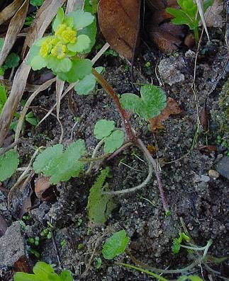 Alternate-leaf golden saxifrage