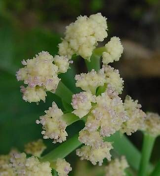 Cavolfiore Cavolfiore