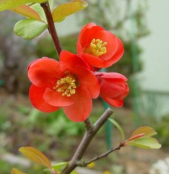 Flowering Quince Flowering Quince