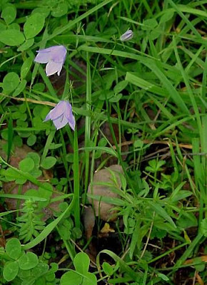 Campanula rotundifolia L.