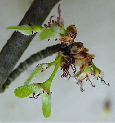 Acer saccharinum