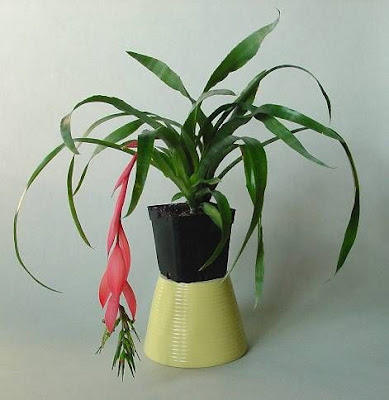 Friendship-plant