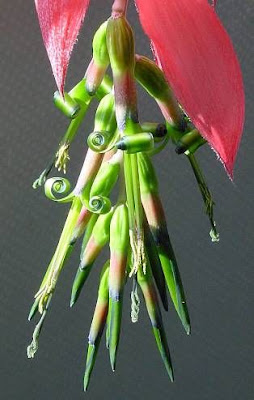 Friendship-plant