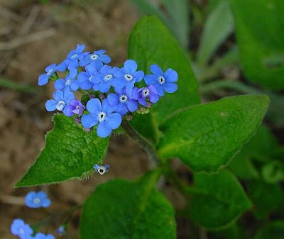 False forget-me not False forget-me not