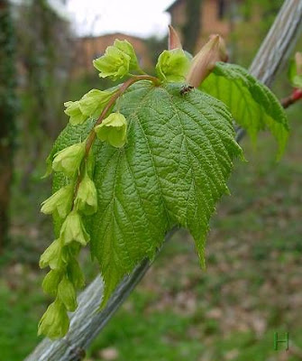 Goosefoot Goosefoot