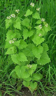Garlic-mustard