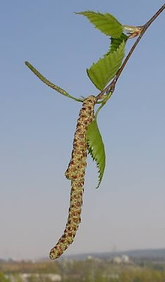 European white birch