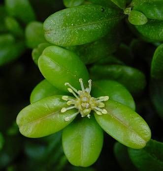 Turkish boxwood