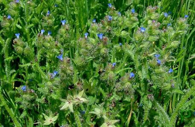 Bugloss Bugloss