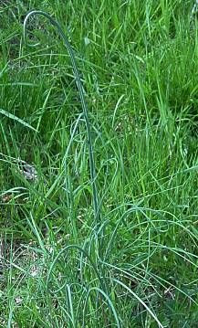 Field garlic
