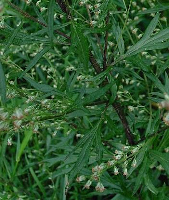 Wormwood