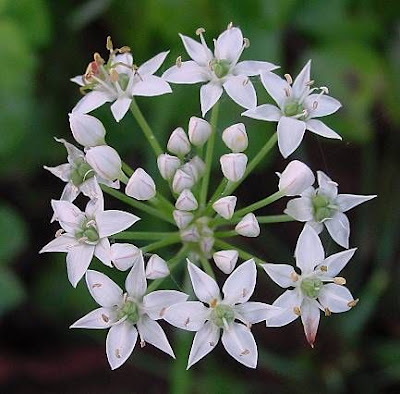 Chinese chives Chinese chives