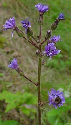 Cicerbita alpina (L.) Wallr.