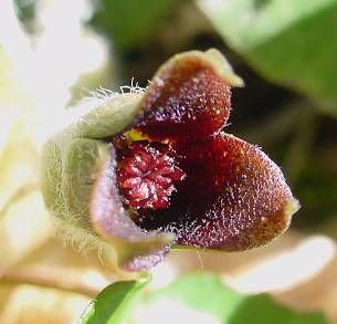 Asarum europaeum L.