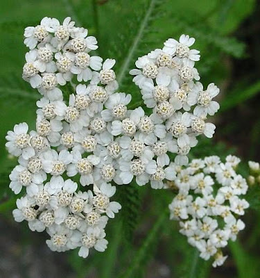 Giant yarrow