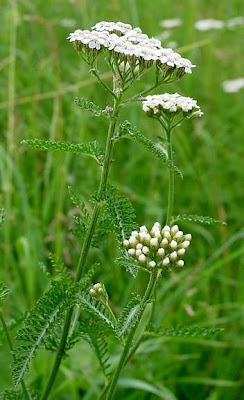 Giant yarrow