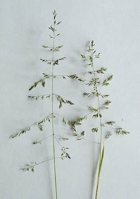 Tall oatgrass