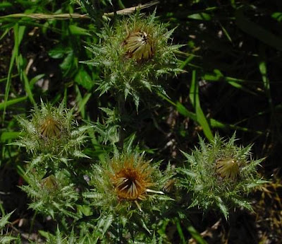 Carlina vulgaris L.