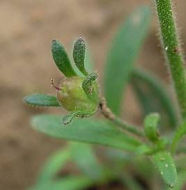 Dwarf-snapdragon