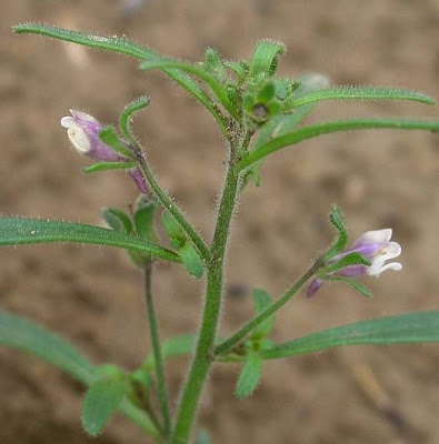 Dwarf-snapdragon